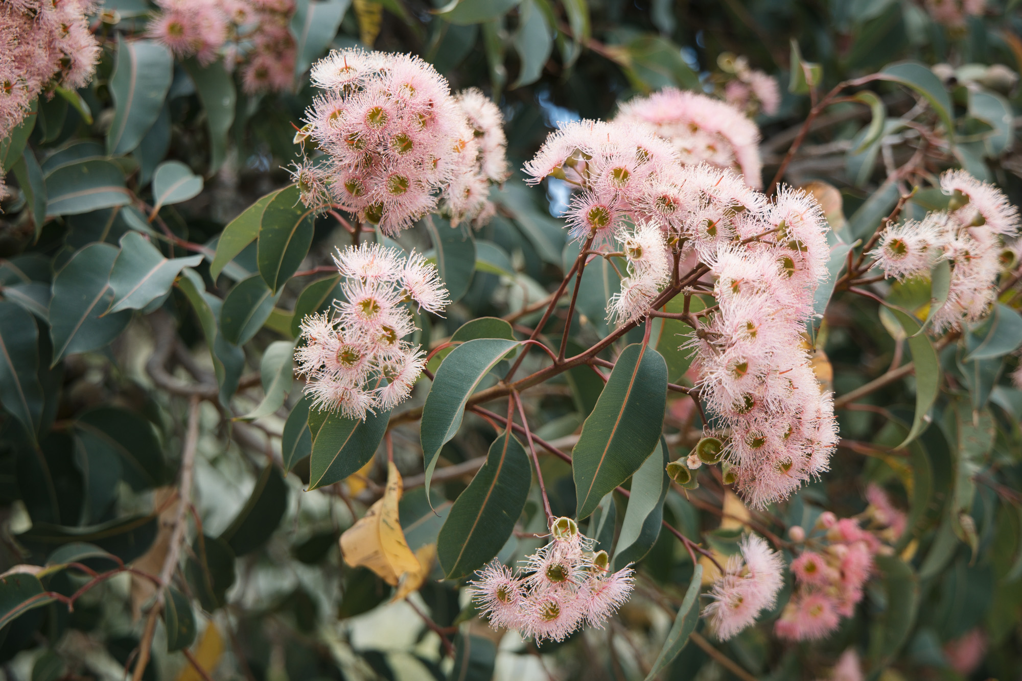 Mooro Katta Gar-Up Walking Tour (Kings Park)