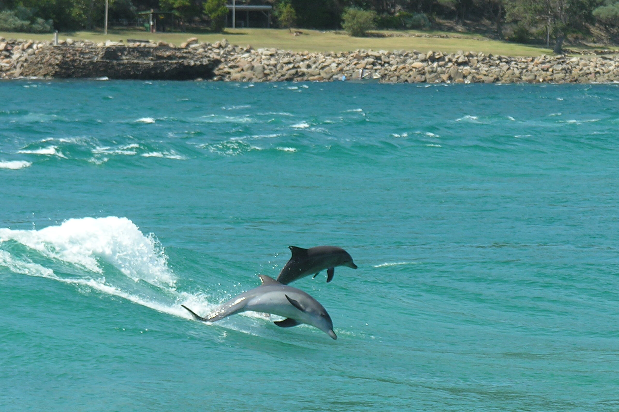 Dolphin Watch + Sailing Cruise