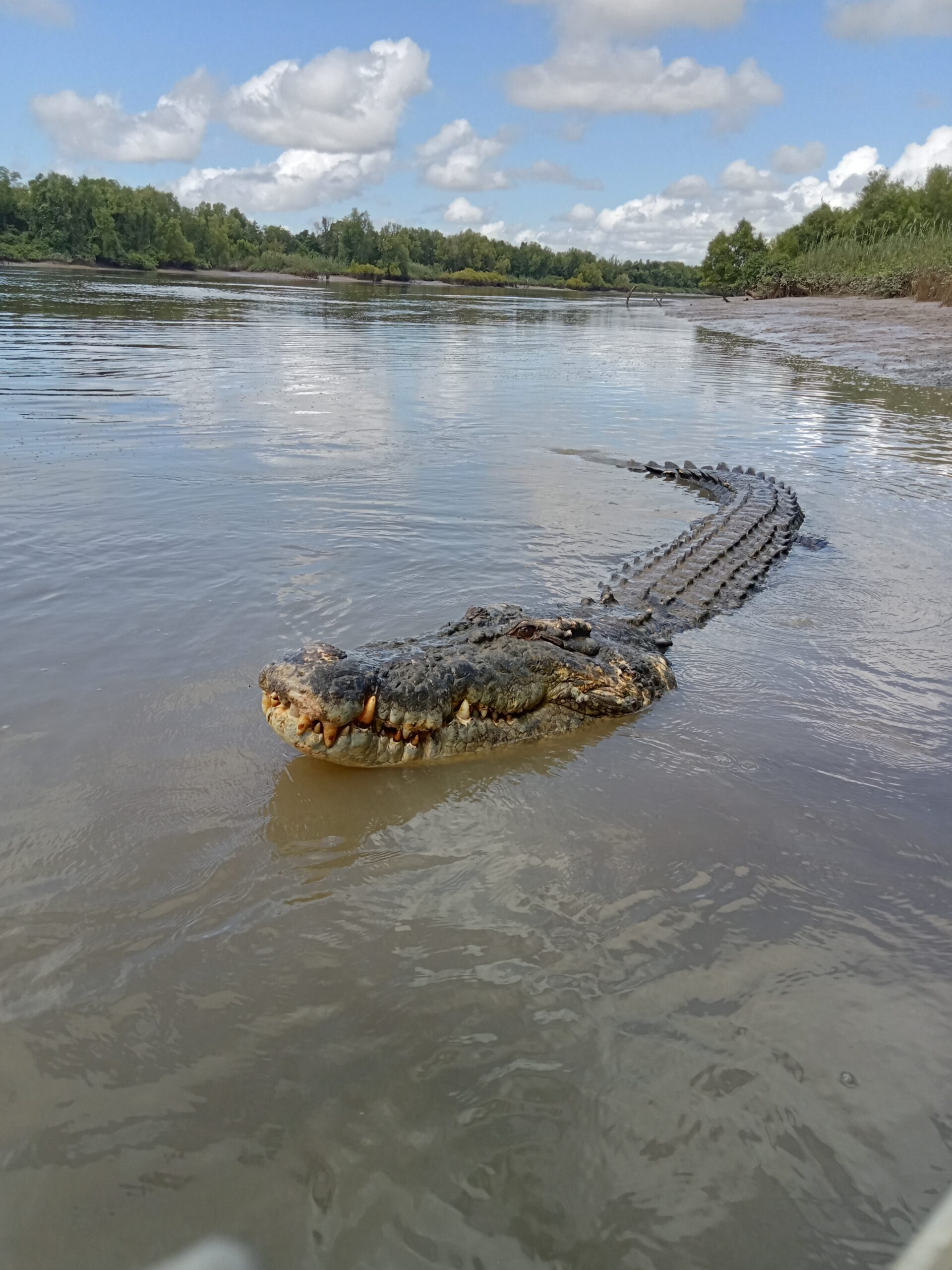 Jumping crocodiles and Darwin City Tour