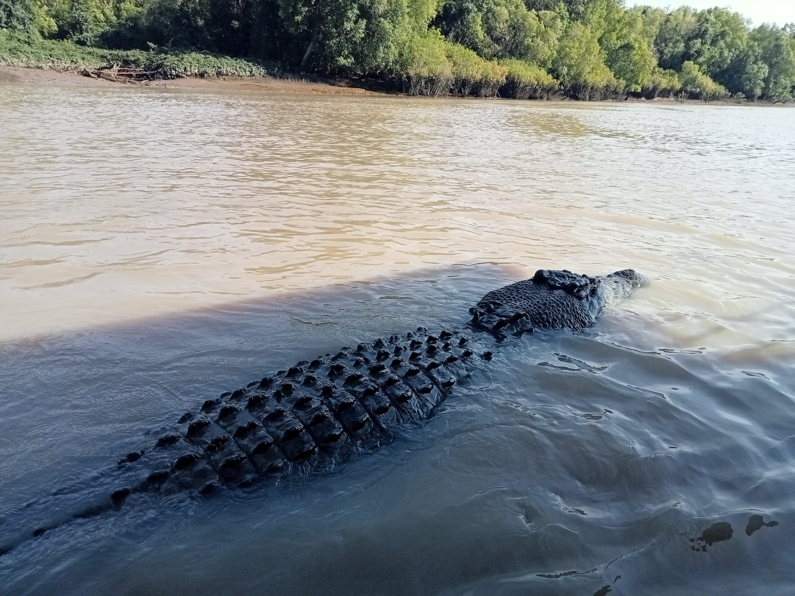 Jumping crocodiles and Darwin City Tour