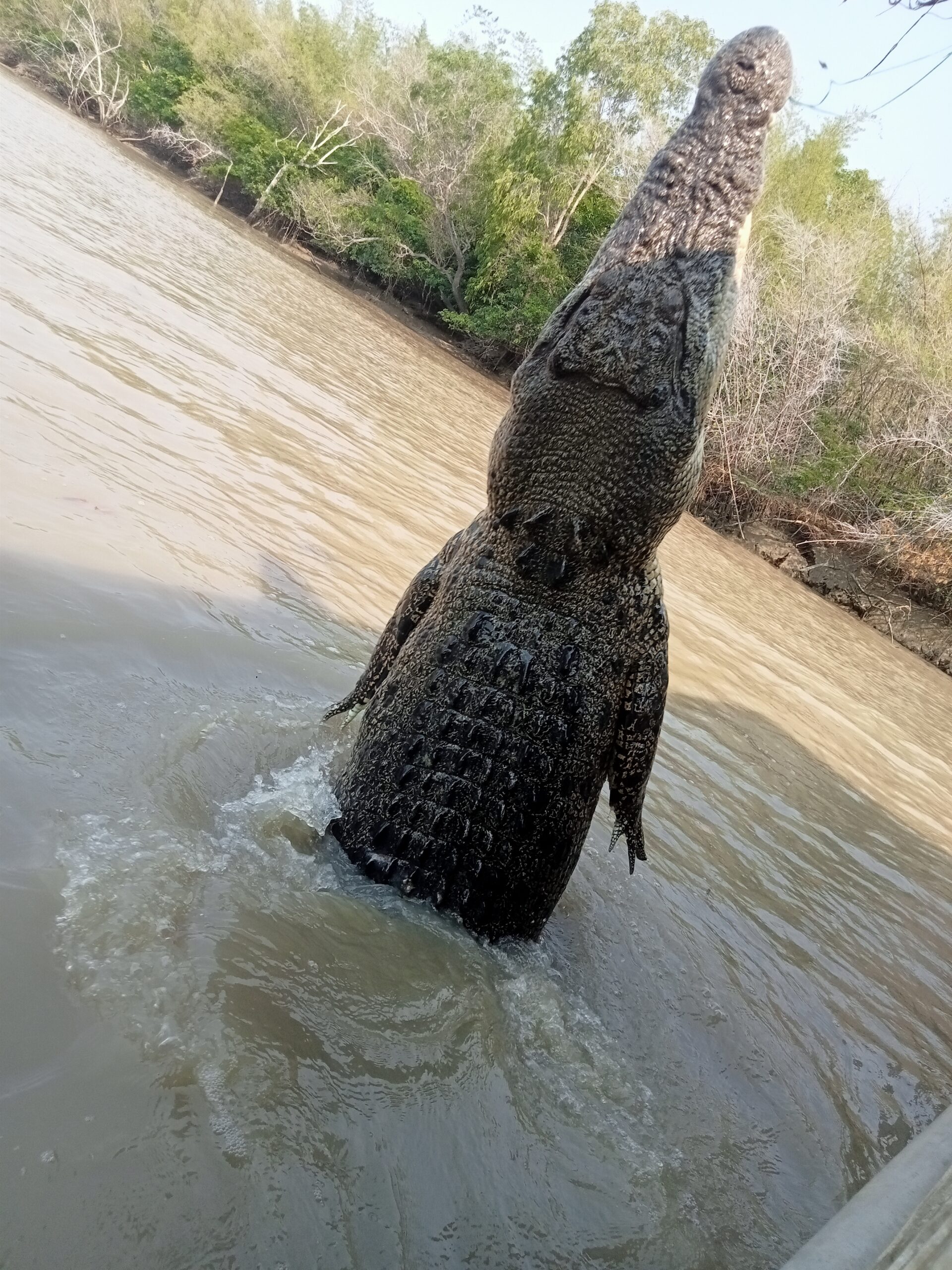 Jumping crocodiles and Darwin City Tour