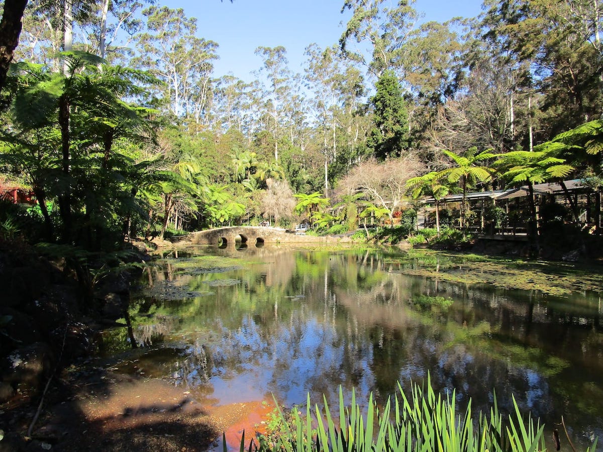 Hop on Hop Off Bus - Tamborine Mountain - from Gold Coast