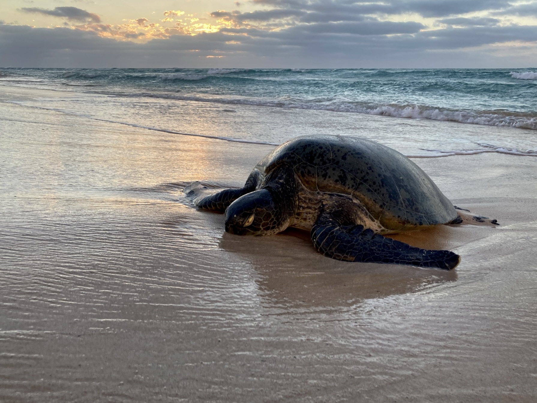 Summer Sunset Turtle Watching Tour