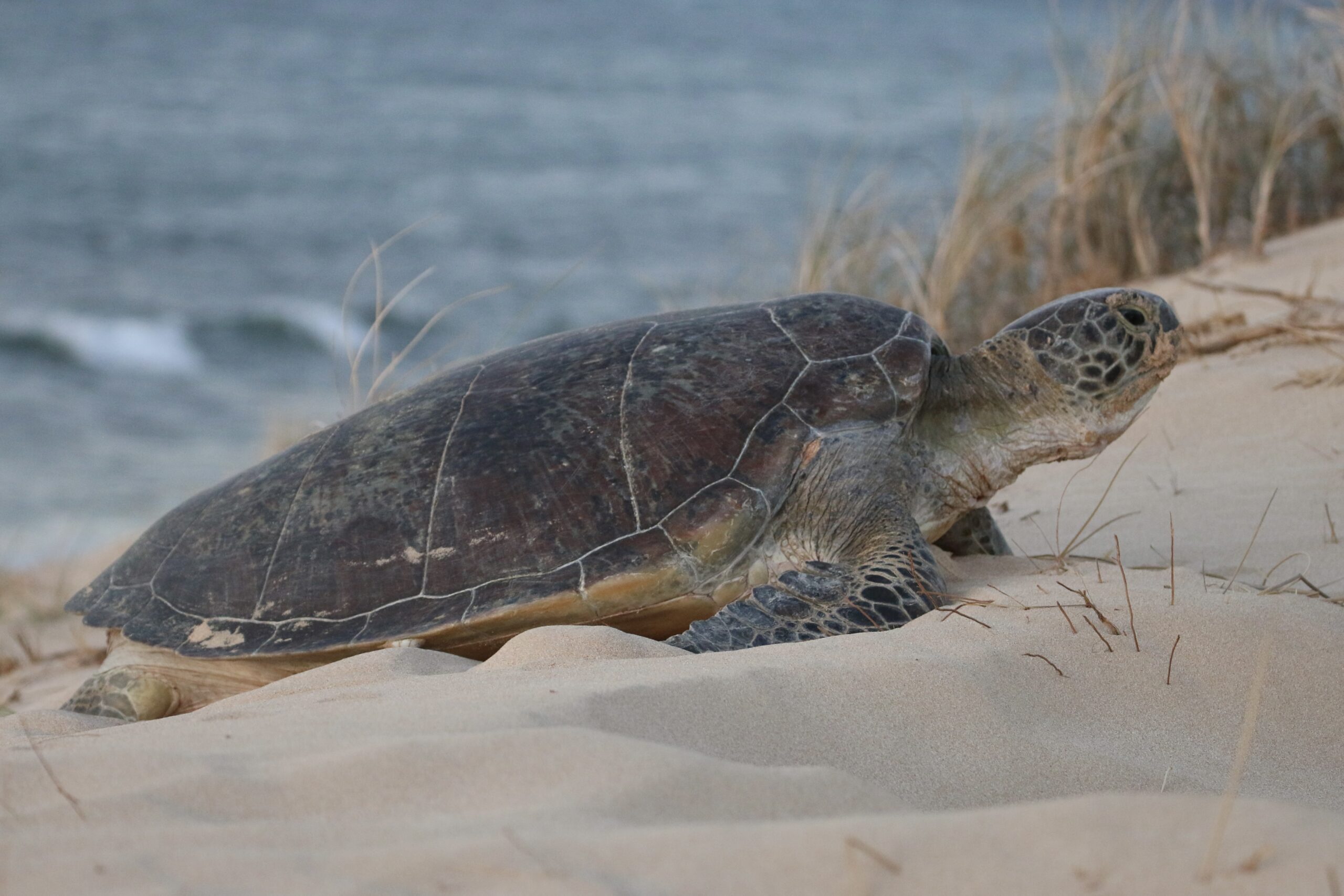 Summer Sunset Turtle Watching Tour