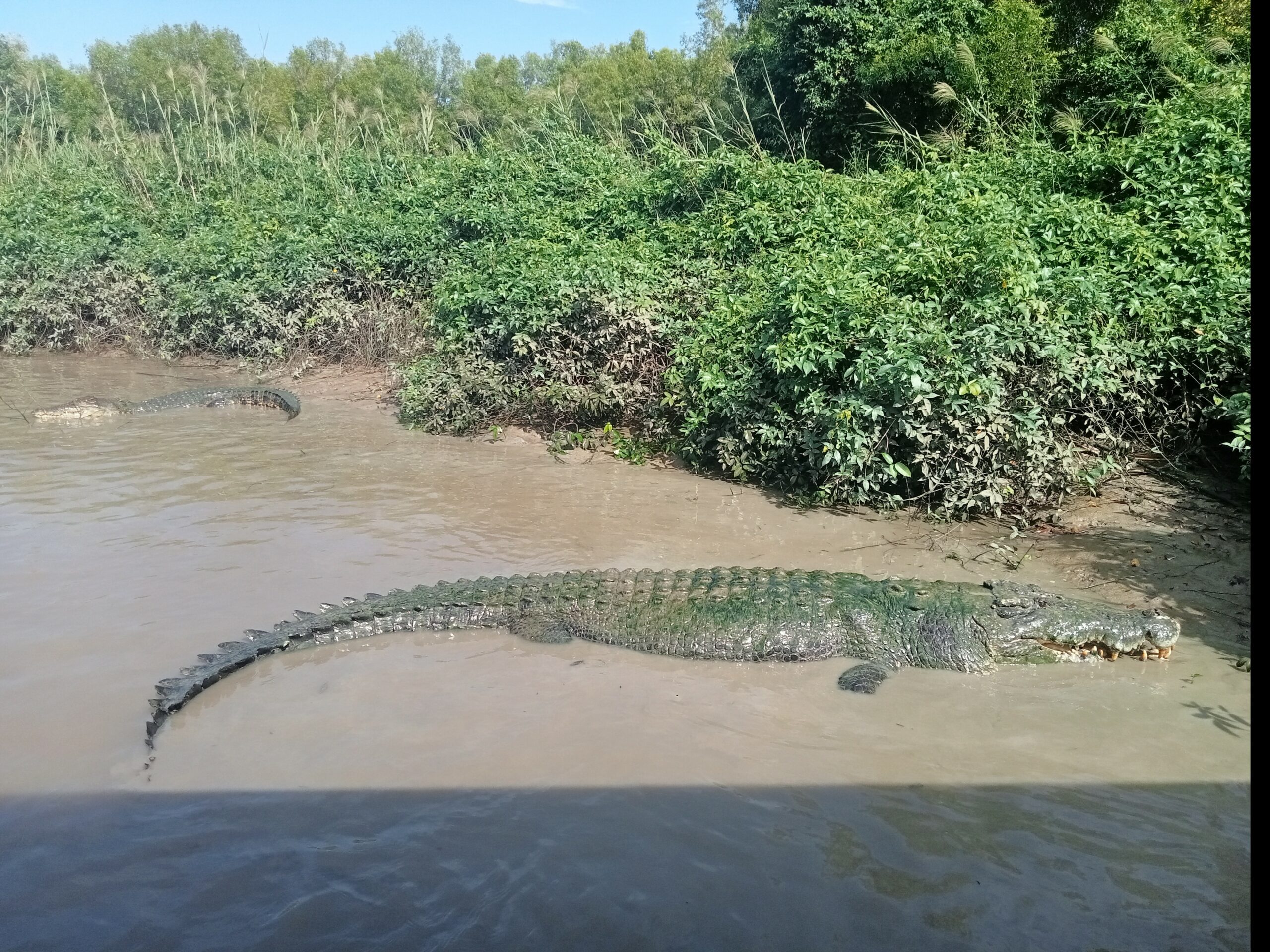 Jumping crocodiles and Darwin City Tour