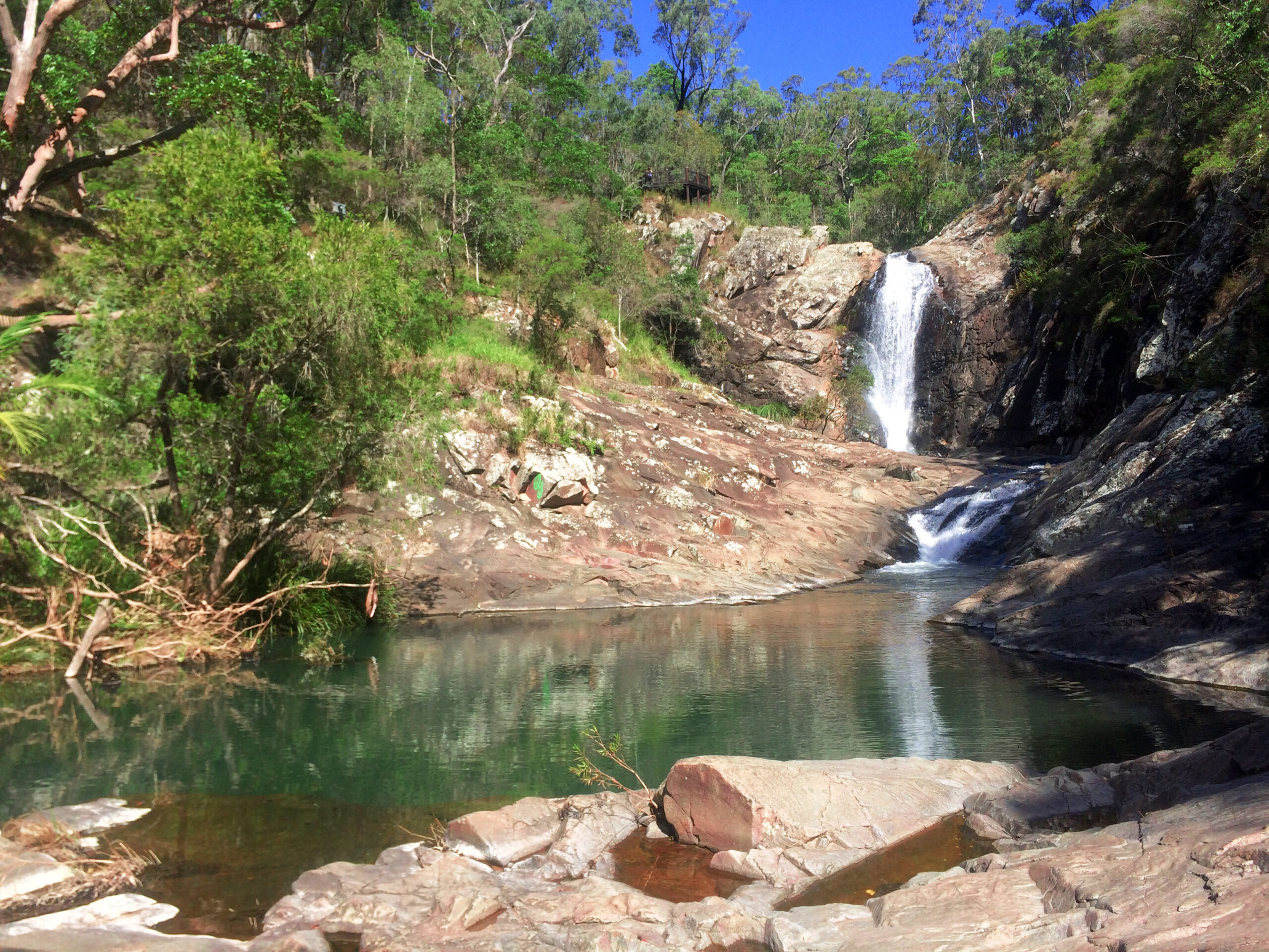 Hop on Hop Off Bus - Tamborine Mountain - from Gold Coast