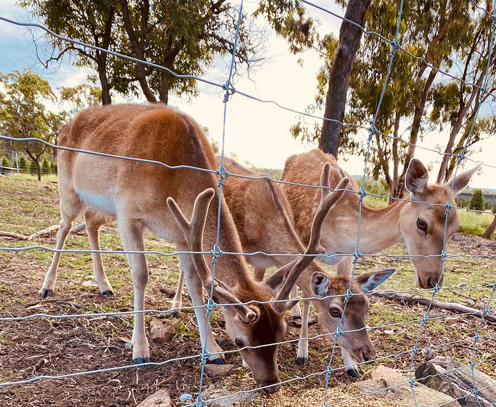 THE MAGICAL CHRISTMAS FARM TOUR AT STANTHORPE