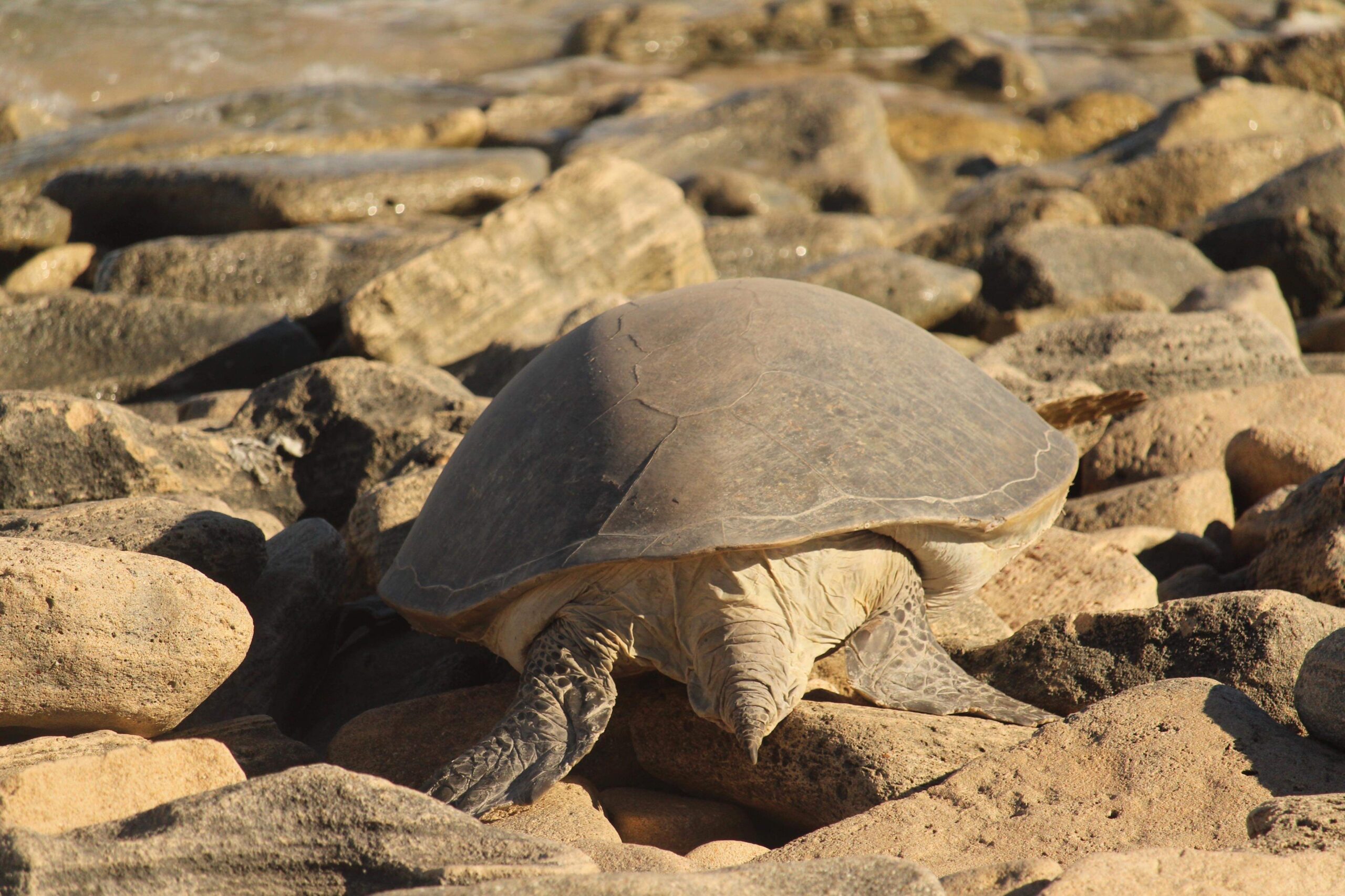 Summer Sunset Turtle Watching Tour