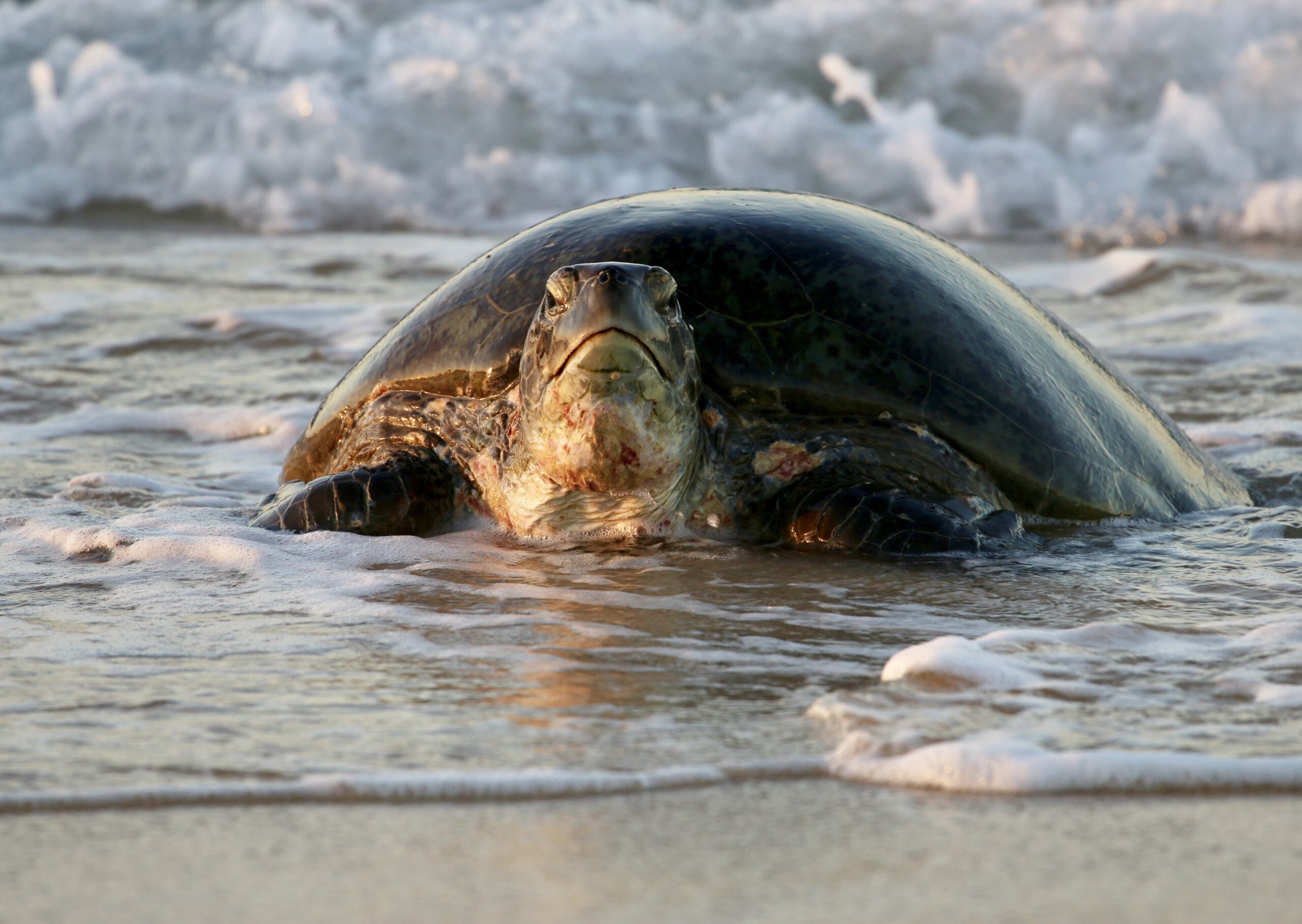 Summer Sunset Turtle Watching Tour