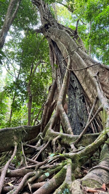 MOSSMAN GORGE DAINTREE EXPERIENCE