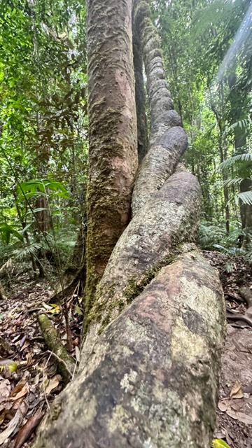 MOSSMAN GORGE DAINTREE EXPERIENCE