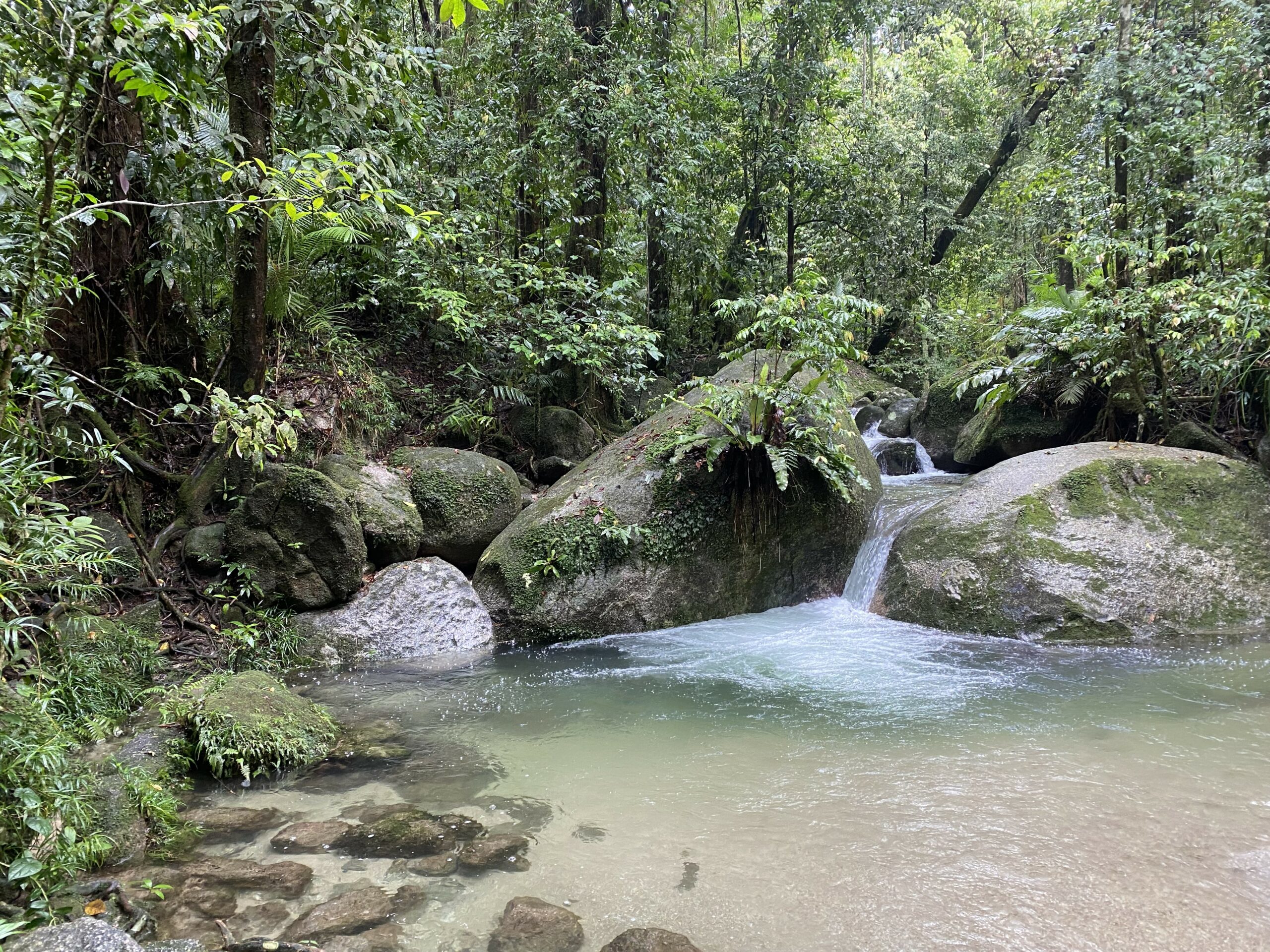 MOSSMAN GORGE DAINTREE EXPERIENCE