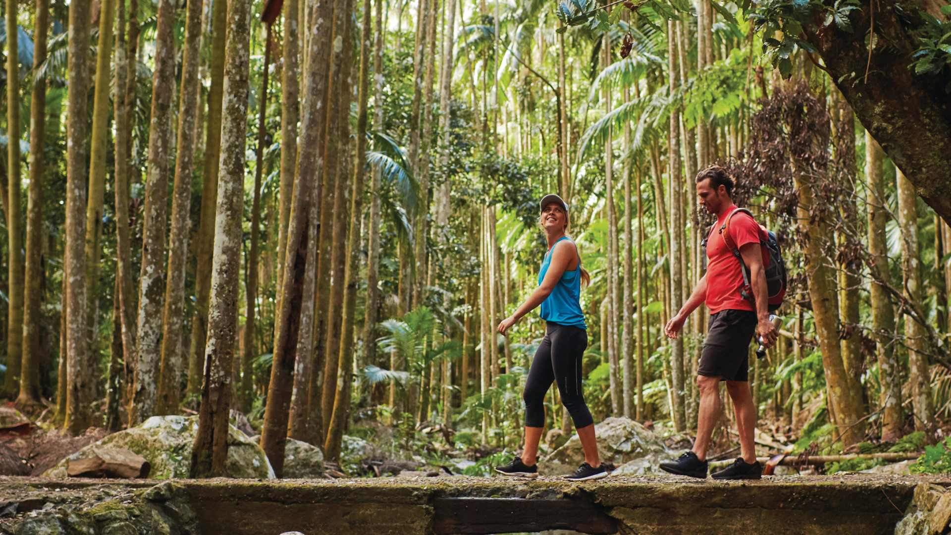 Hop on Hop Off Bus - Tamborine Mountain - from Gold Coast