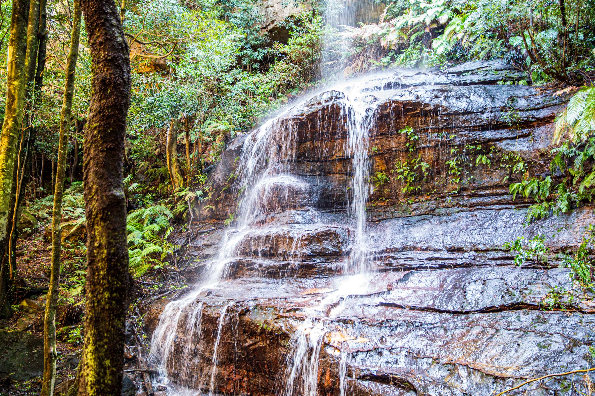 Blue Mountains Rainforests & Waterfalls Photography Group of 3 Tour