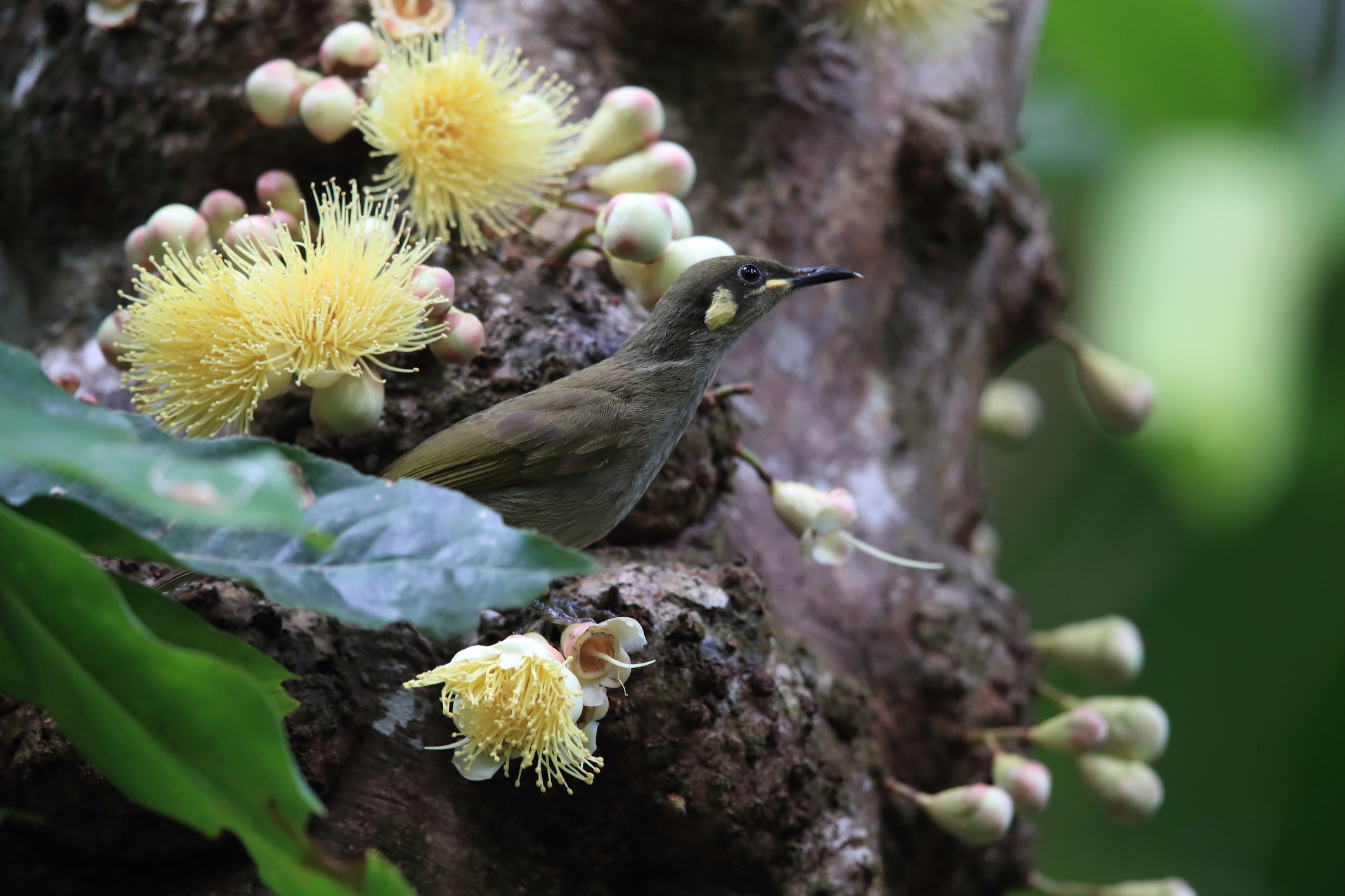 MOSSMAN GORGE DAINTREE EXPERIENCE