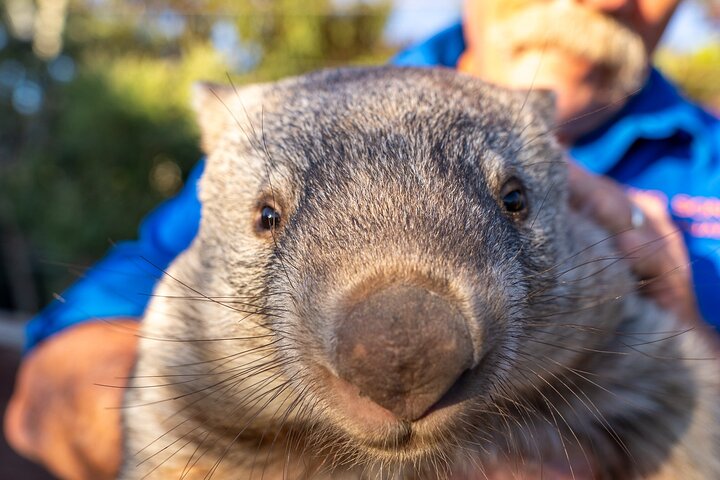 Wombat Kangaroo Sunset Supper Safari – Port Lincoln