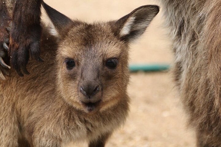 Sydney Opera House and Aussie Animals Private Tour