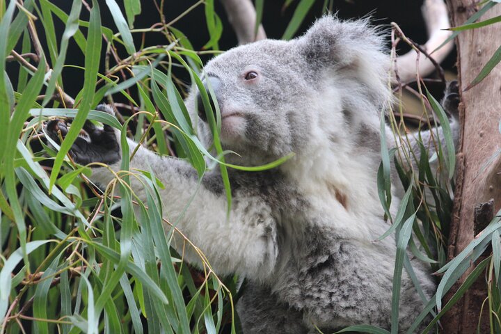 Sydney Opera House and Aussie Animals Private Tour