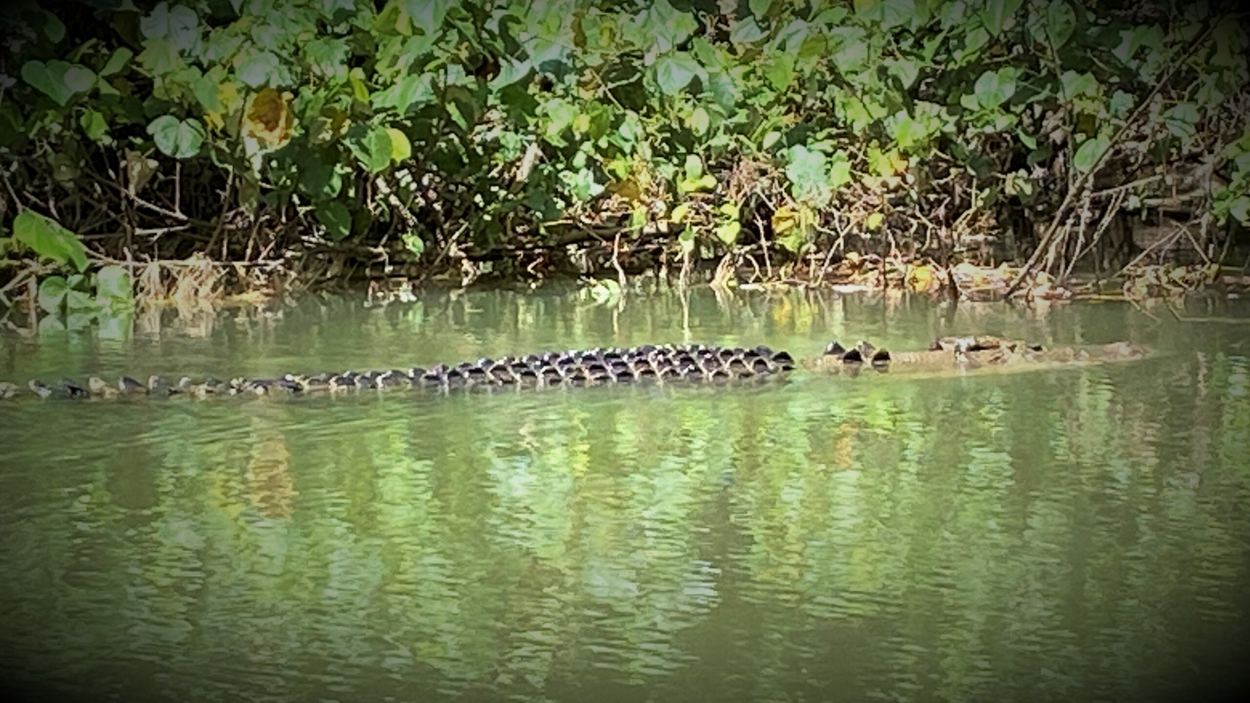 MOSSMAN GORGE DAINTREE EXPERIENCE