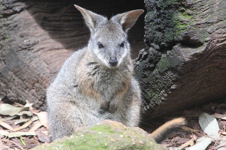 Sydney Opera House and Aussie Animals Private Tour