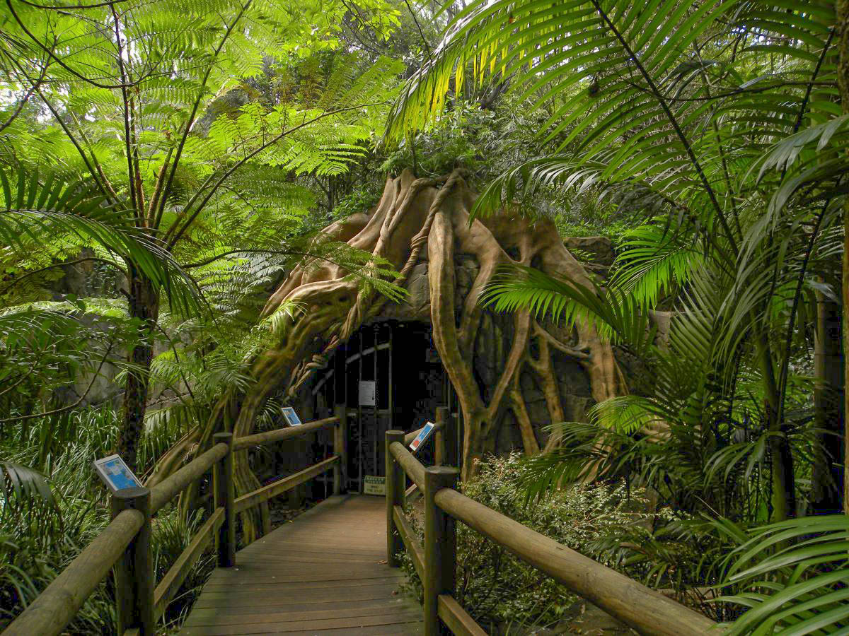 Hop on Hop Off Bus - Tamborine Mountain - from Gold Coast