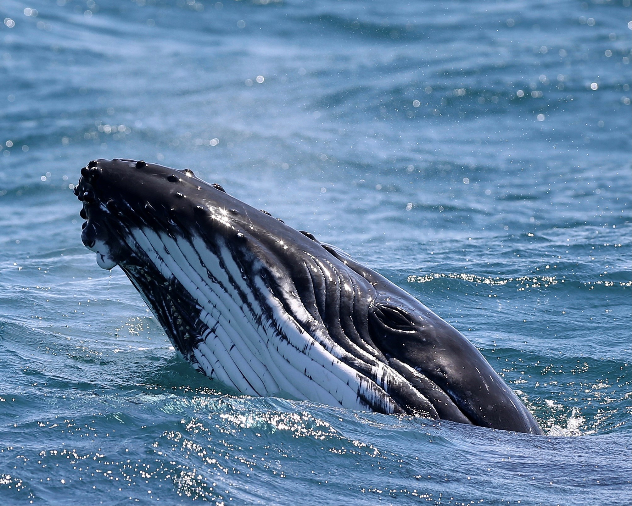 3 Hour Whale Watch Cruise