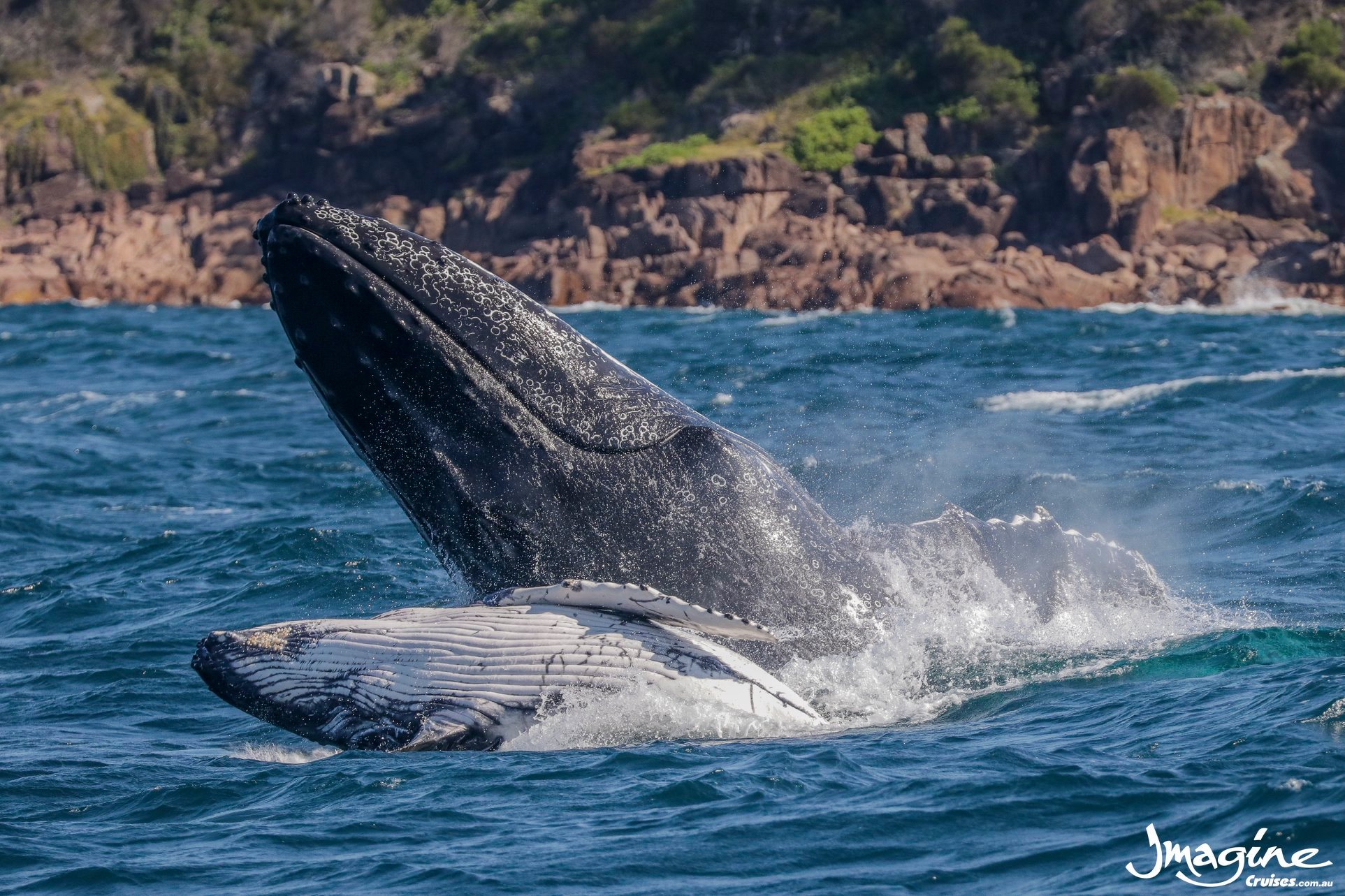 3 Hour Whale Watch Cruise