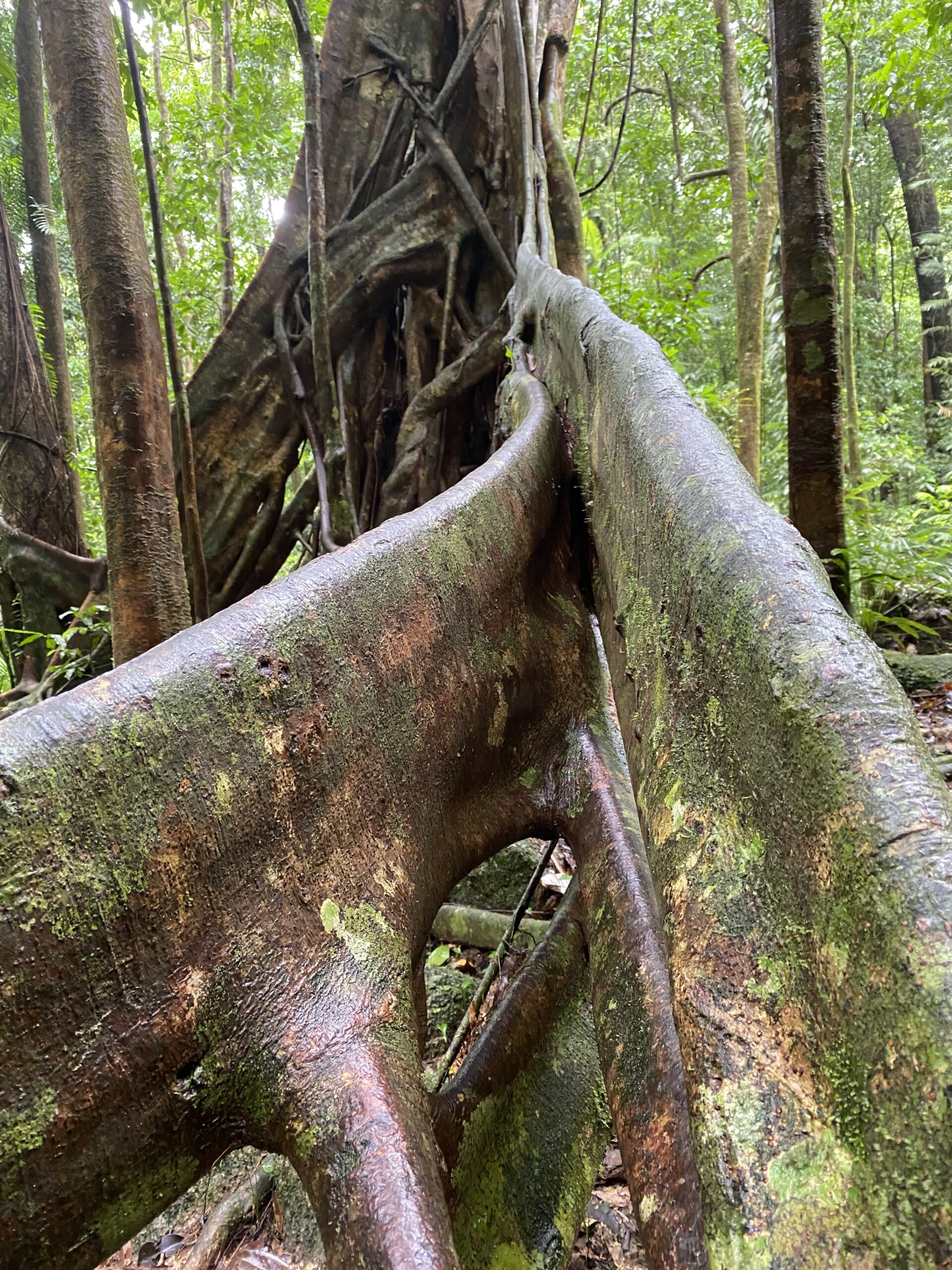 MOSSMAN GORGE DAINTREE EXPERIENCE