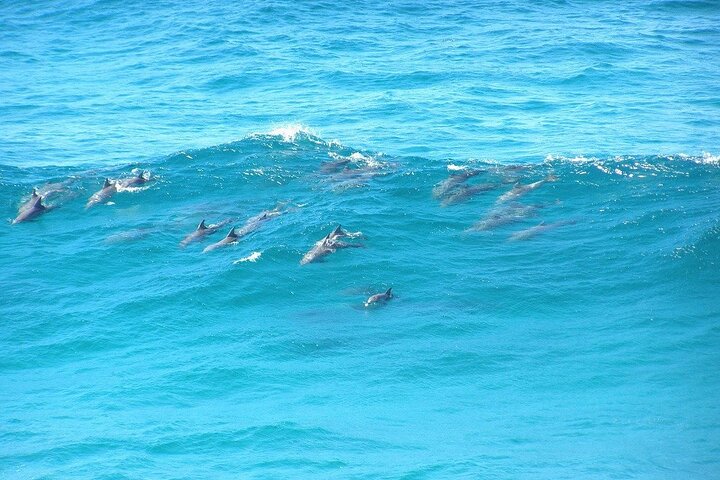 Stradbroke Island: 4WD Tour with Wildlife Watching & Damper