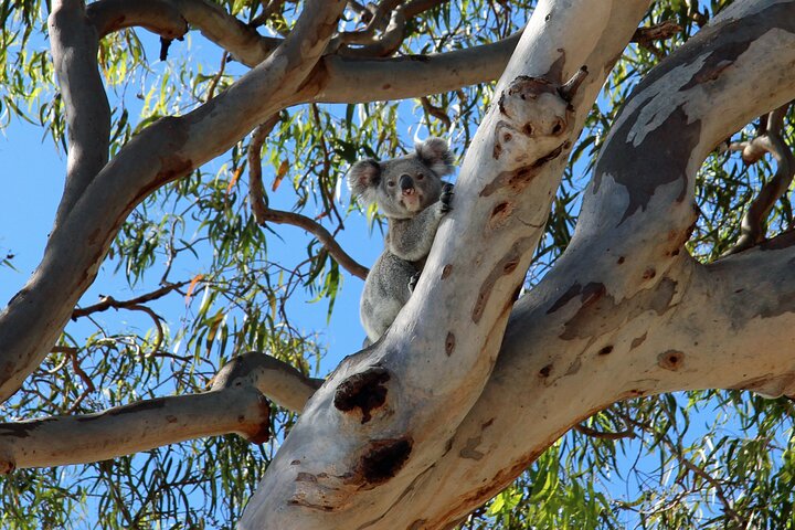 Stradbroke Island: 4WD Tour with Wildlife Watching & Damper