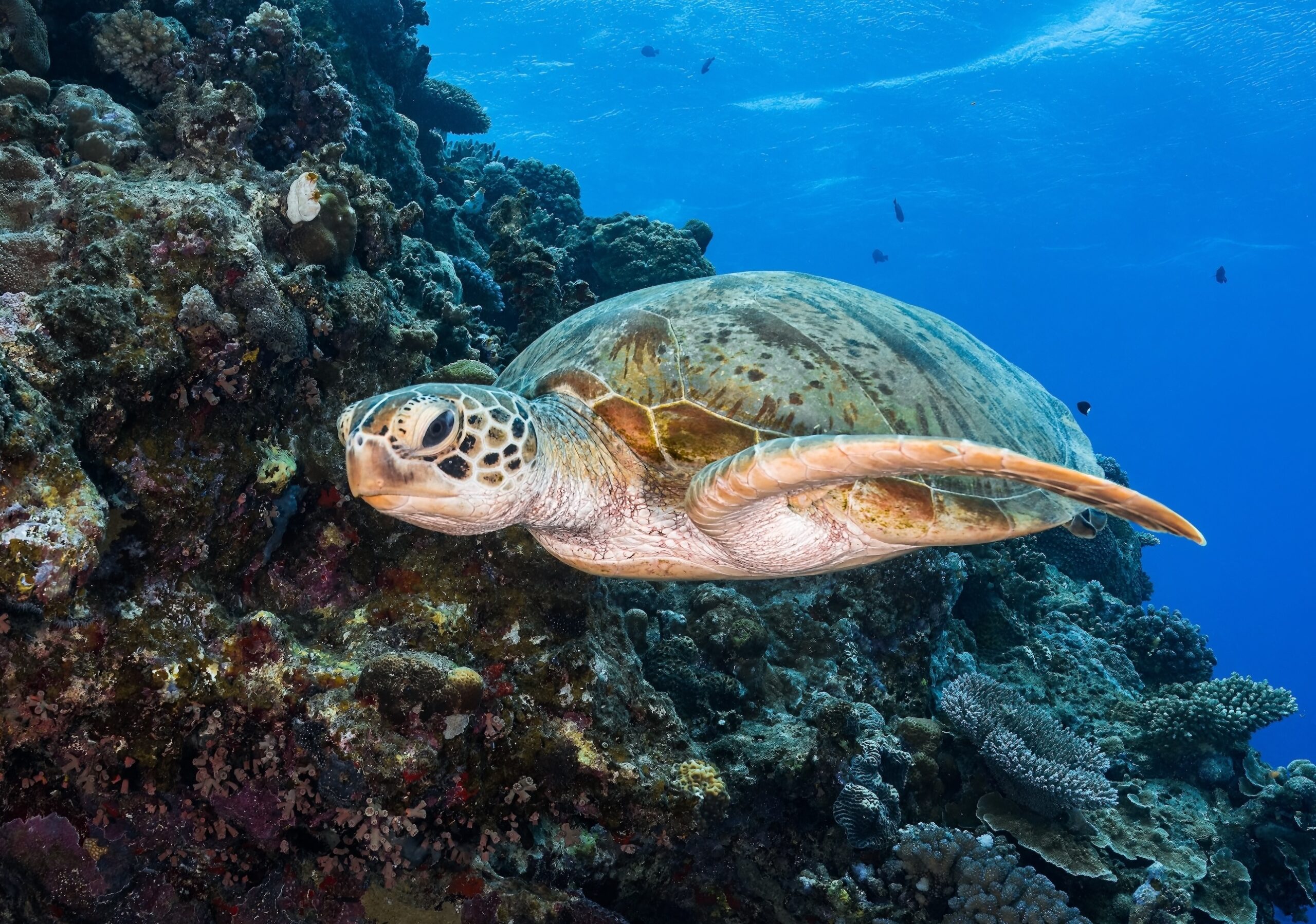 Privately Guided Dive Trip - Outer Reef