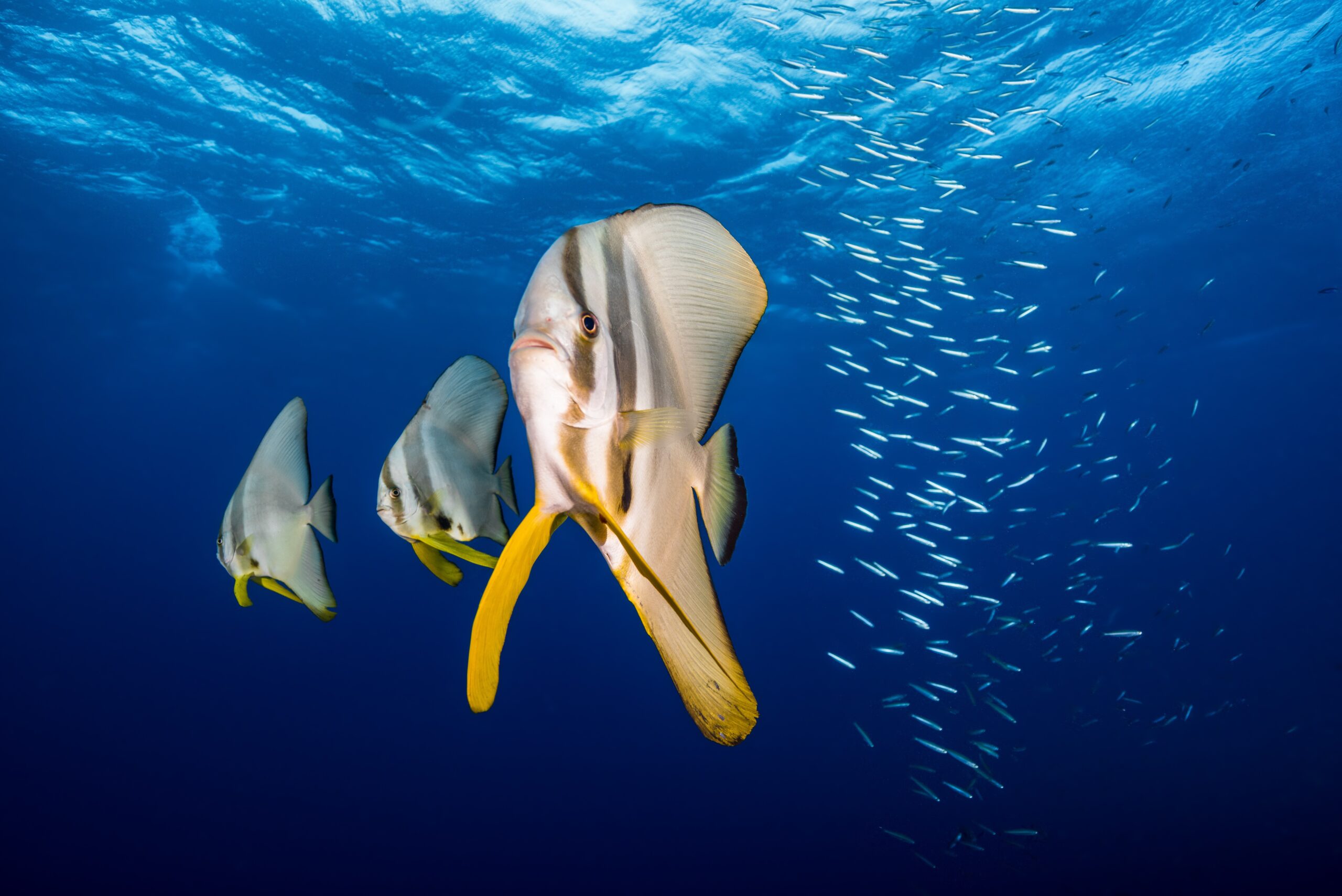 Privately Guided Dive Trip - Outer Reef