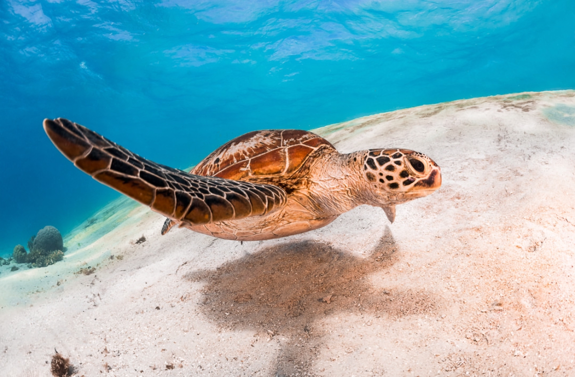 Privately Guided Dive Trip - Outer Reef