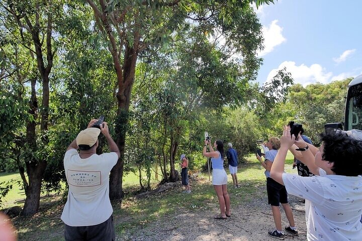 Stradbroke Island: 4WD Tour with Wildlife Watching & Damper