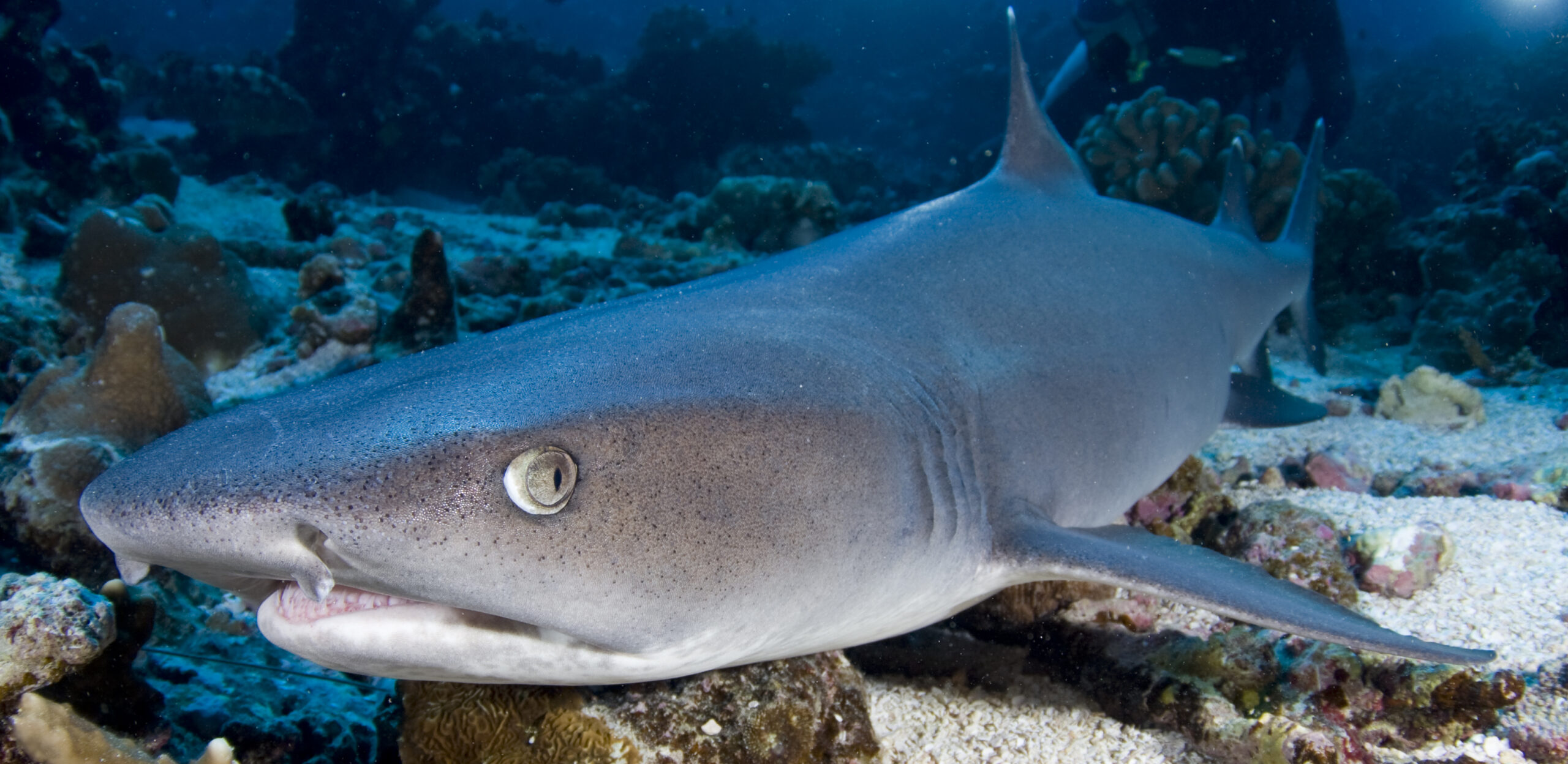 Guided Dive Trip - Outer Reef