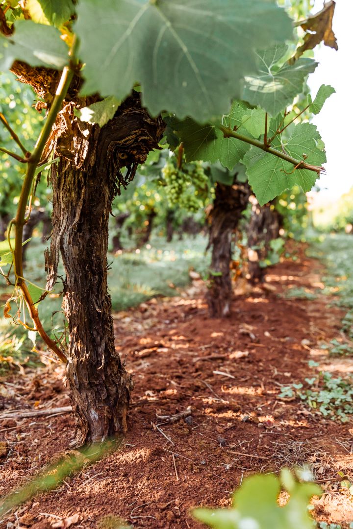 Tasting Bench and Beyond – Vineyard Tour and Masterclass