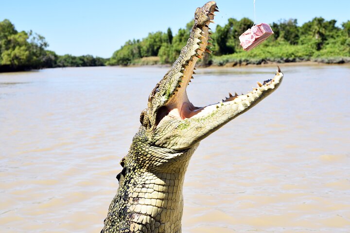 1 Hour Adelaide River Queen Jumping Crocodile Cruise