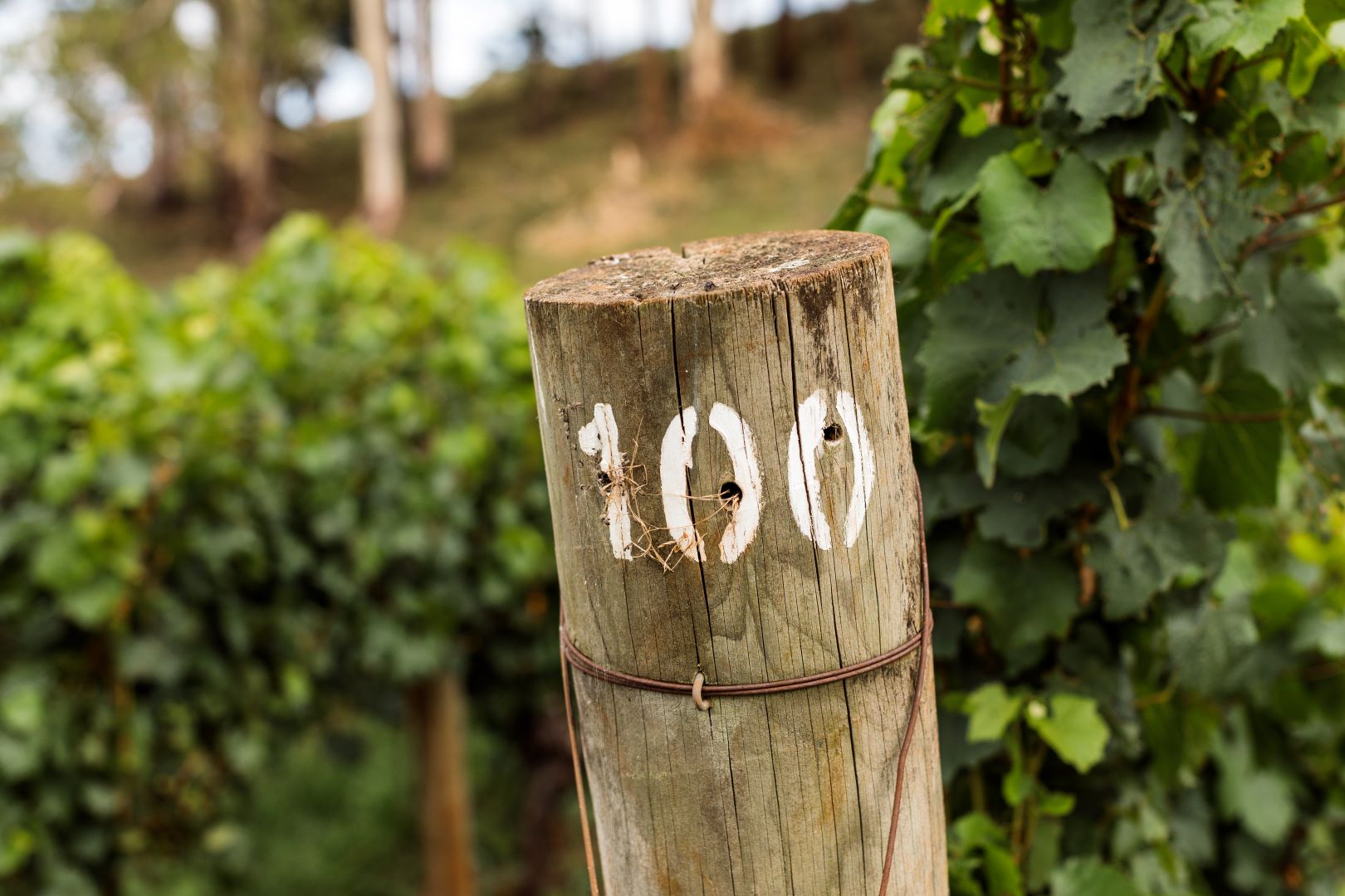 Tasting Bench and Beyond – Vineyard Tour and Masterclass
