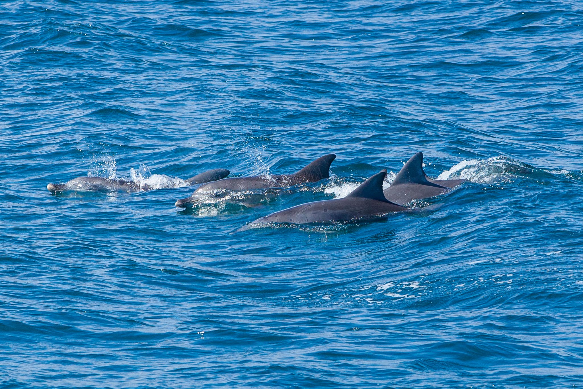 Jervis Bay Dolphin Watching Escape