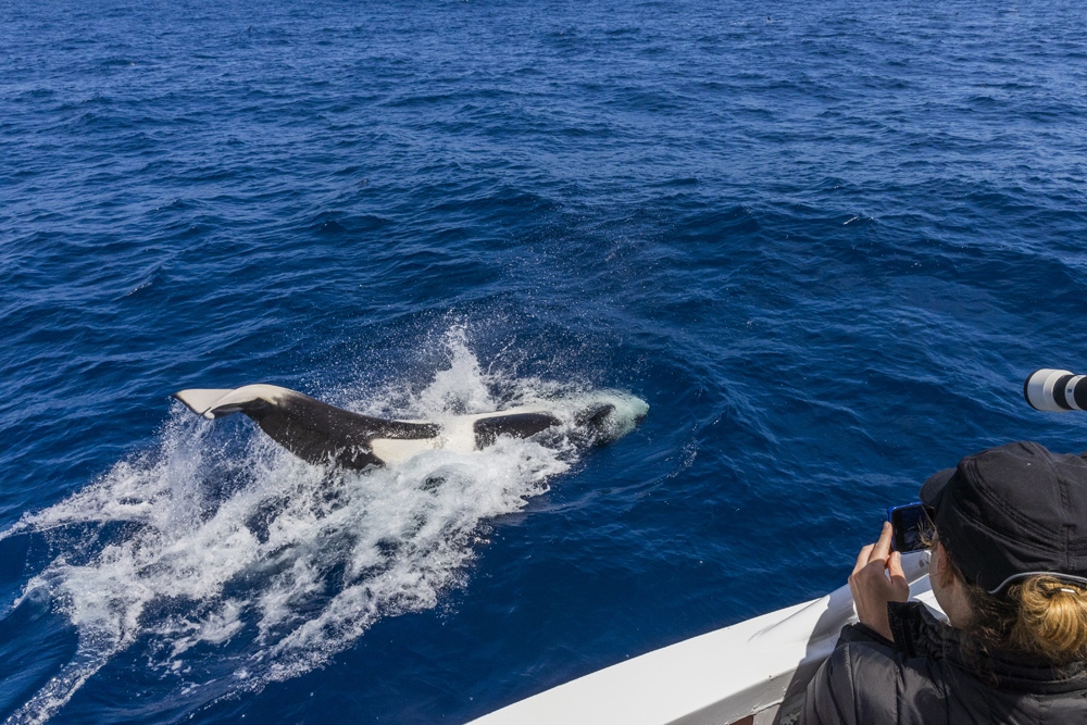 SOUTH WEST ODYSSEY KILLER WHALE EXPEDITION