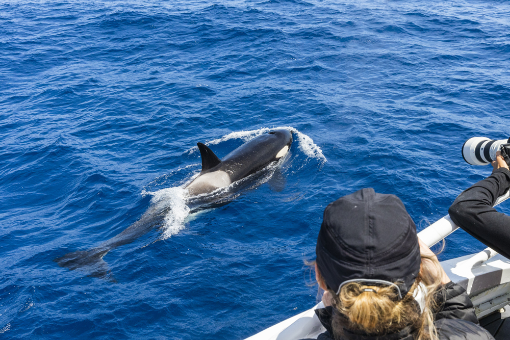 SOUTH WEST ODYSSEY KILLER WHALE EXPEDITION