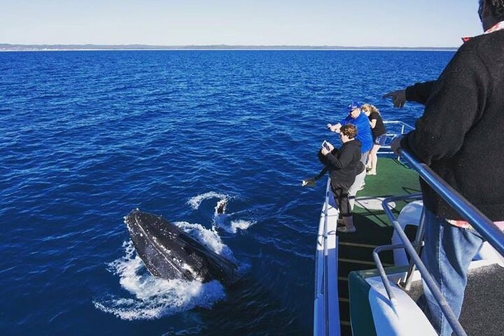Hervey Bay: Best Value Half Day Whale Watching Cruise