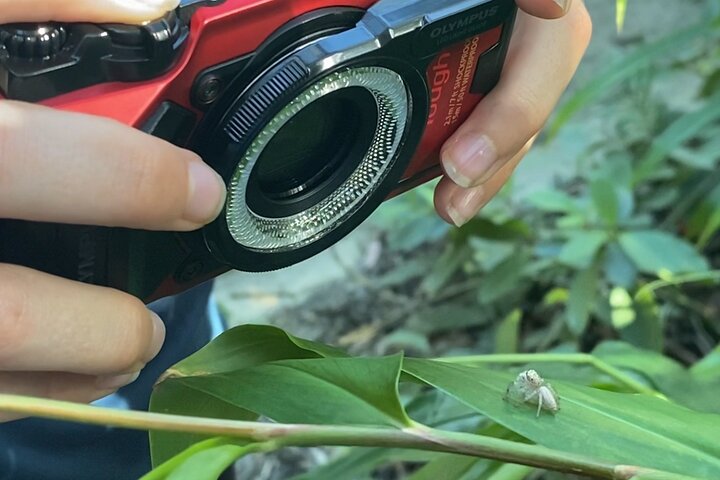 Photography and Nature in Cairns Botanic Gardens Let's Go Buggin