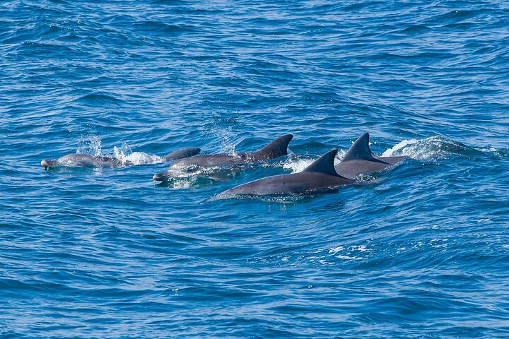 Private Jervis Bay Dolphin Watching Escape