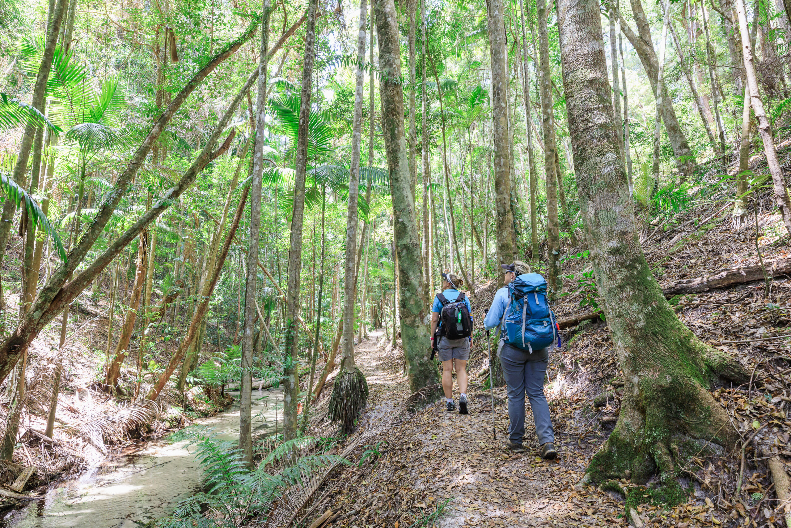 Pack Free Camping: Rainforest Eco Hike – 3 Days