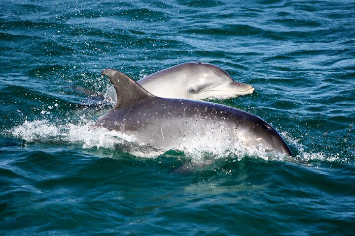 Port Stephens: Dolphin Discovery Cruise