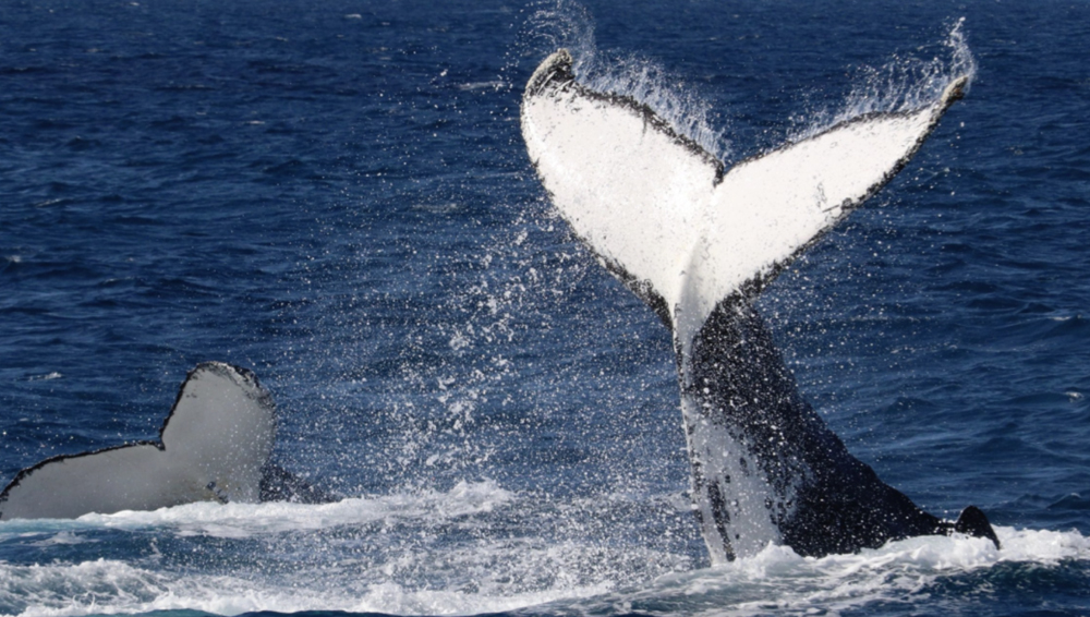 SOUTH WEST ODYSSEY WHALE WATCHING EXPERIENCE