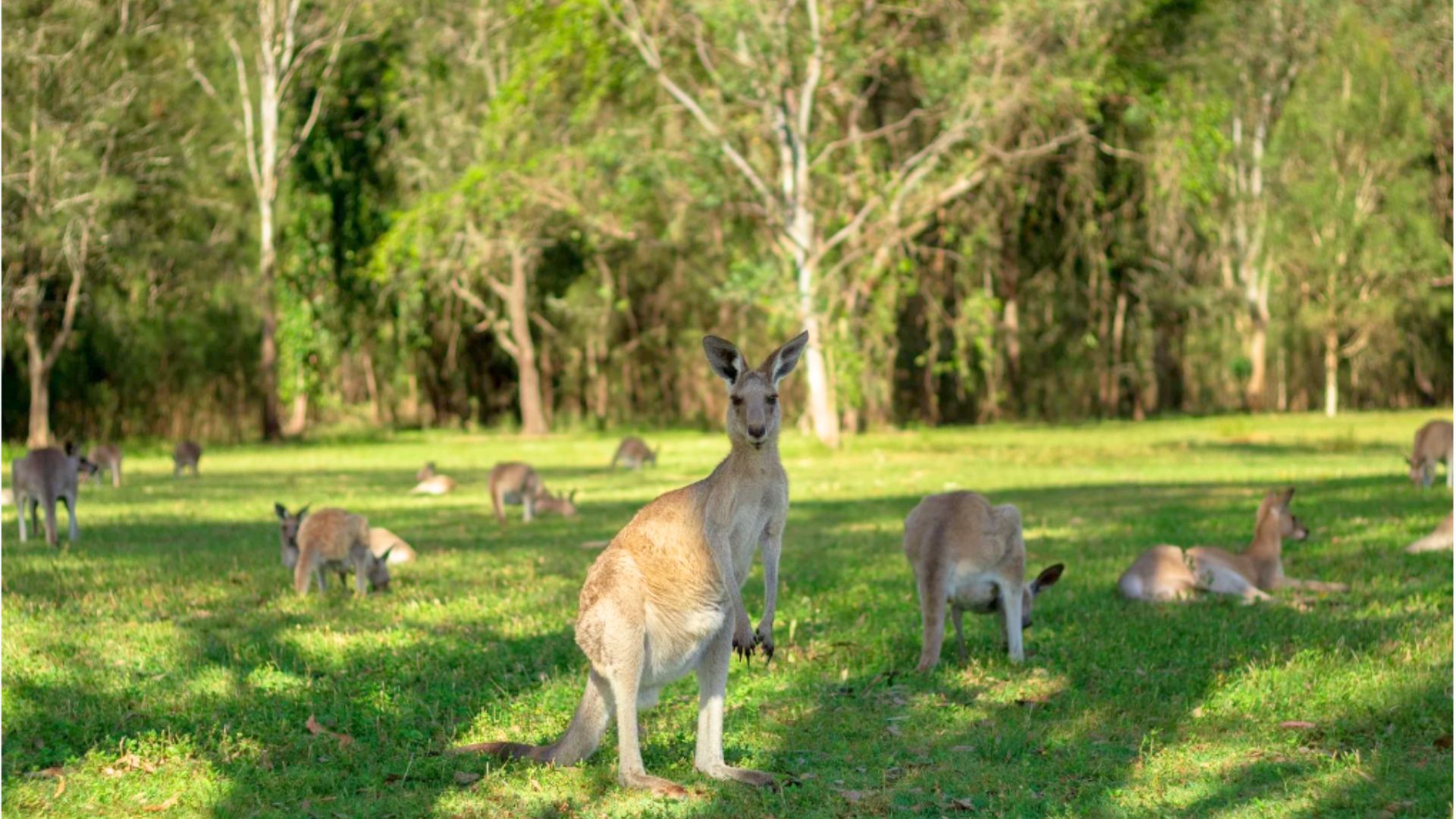 Kangaroos and Mountain Views