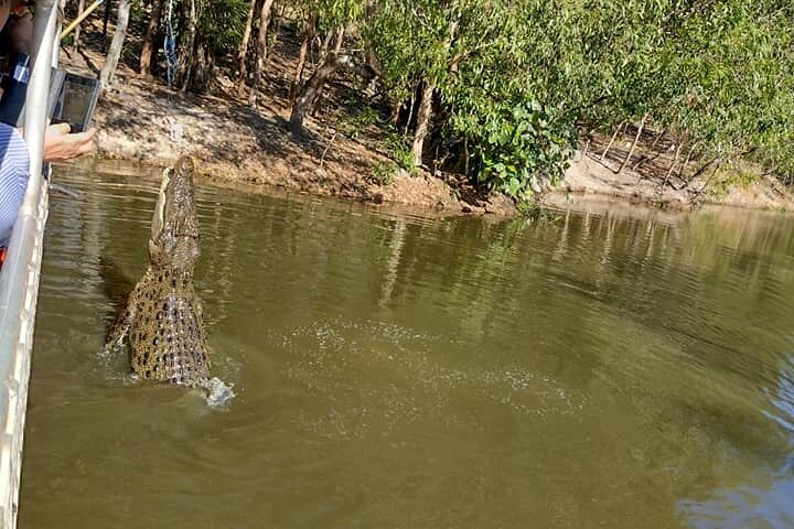 Jumping Crocodile Cruise At Crocodylus Park
