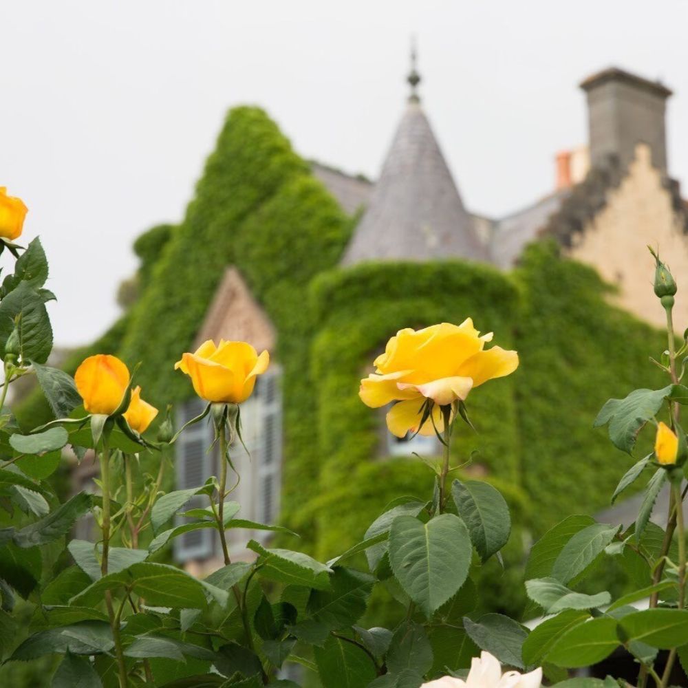 Sunday High Tea with a Full Castle Tour